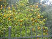 Appelsiinipuu
